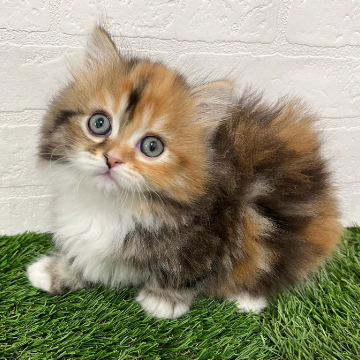 animal_image