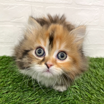 animal_image