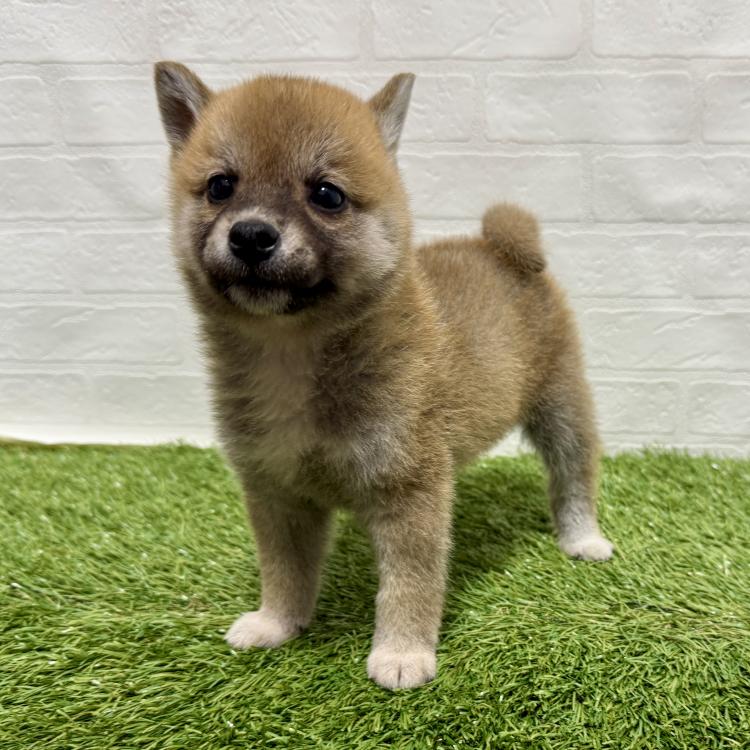 animal_image