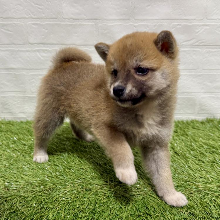animal_image