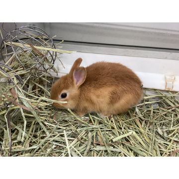 animal_image