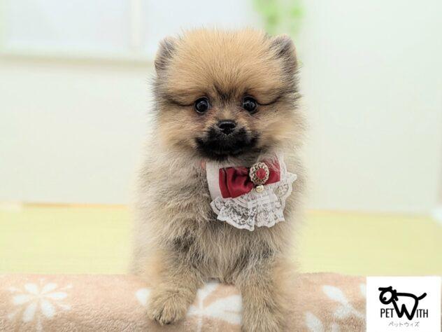 animal_image