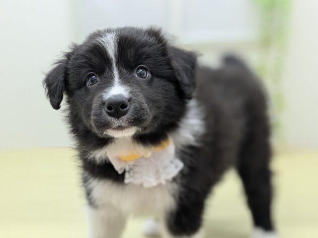 animal_image