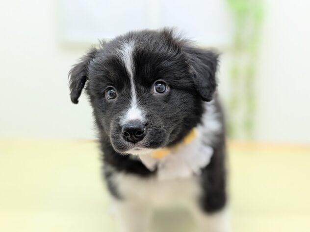 animal_image