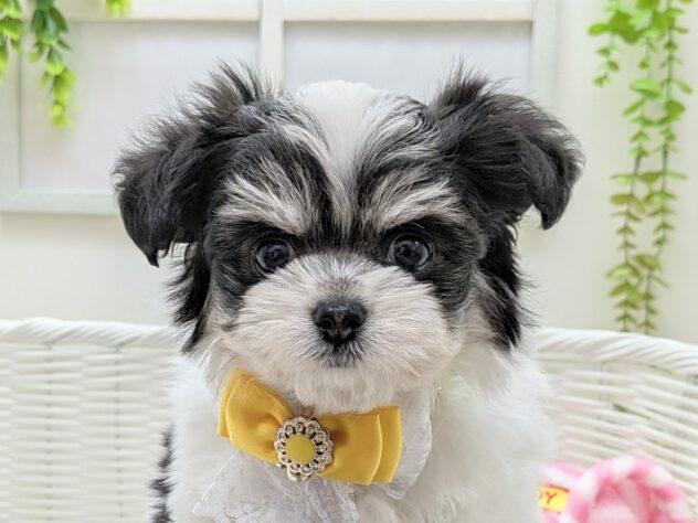 animal_image