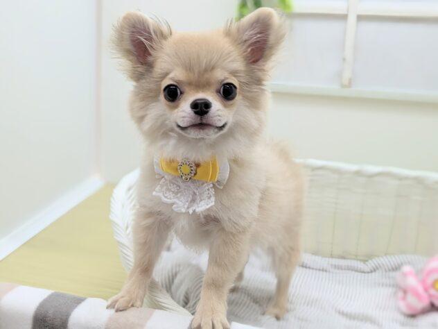animal_image