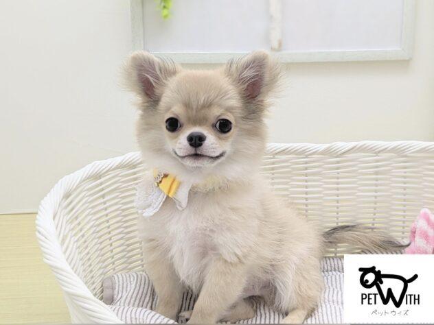 animal_image