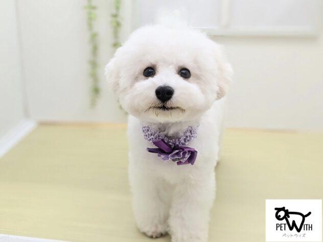 animal_image