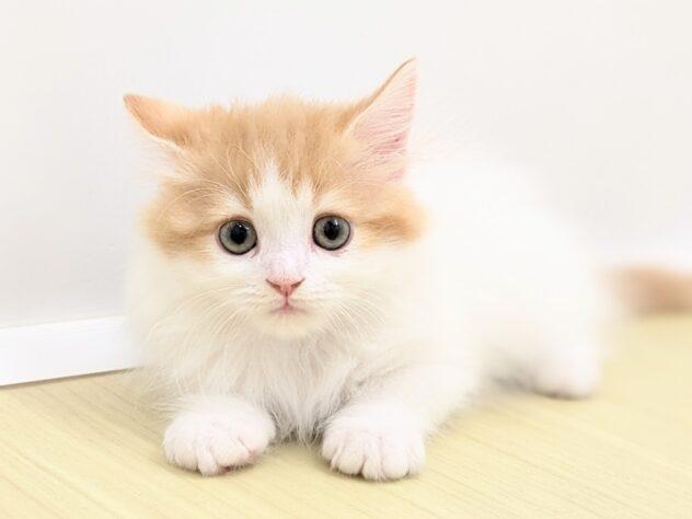 animal_image