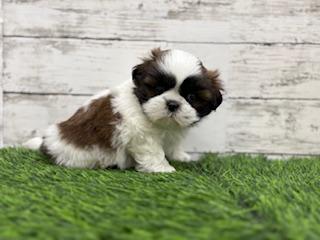 animal_image
