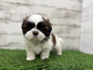 animal_image