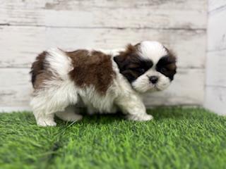 animal_image