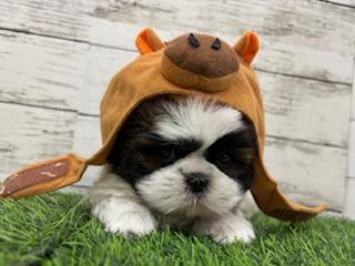 animal_image