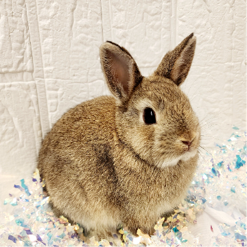 animal_image