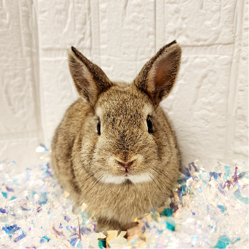 animal_image