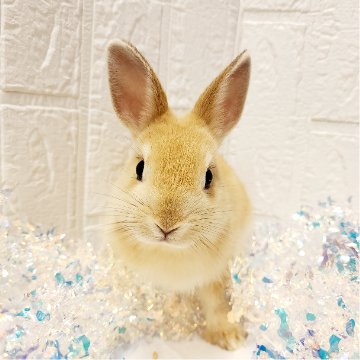 animal_image