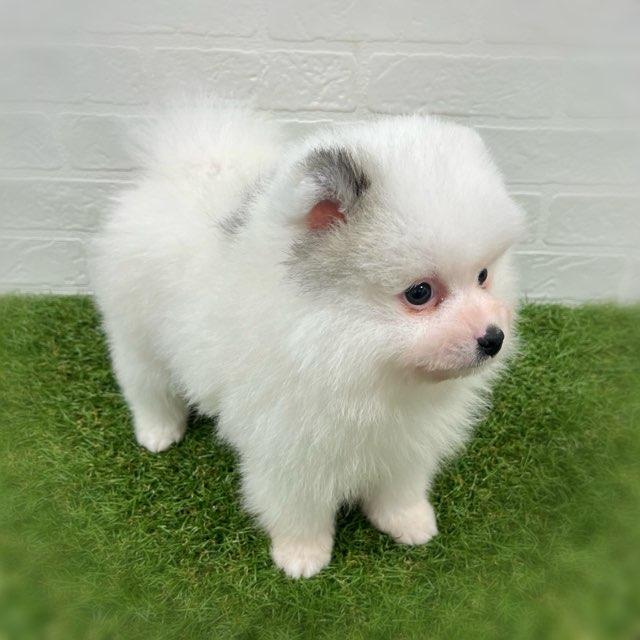animal_image