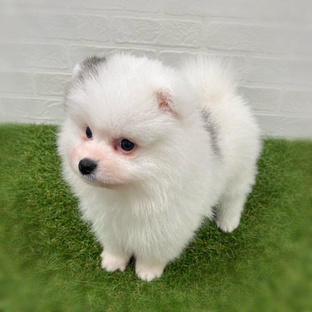 animal_image
