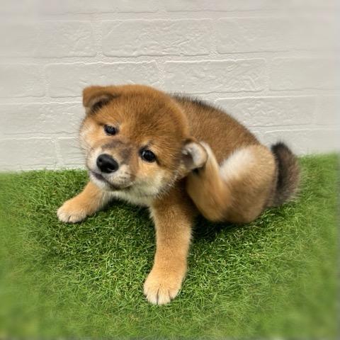 animal_image