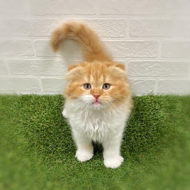 animal_image