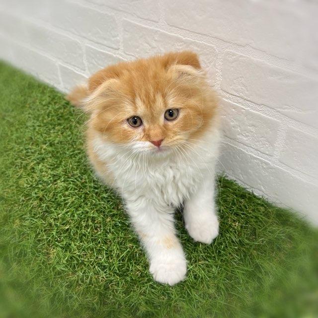 animal_image