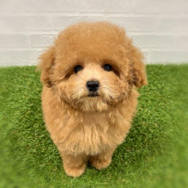 animal_image