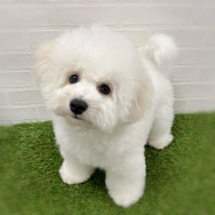 animal_image