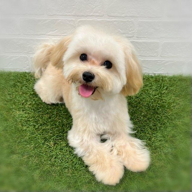 animal_image