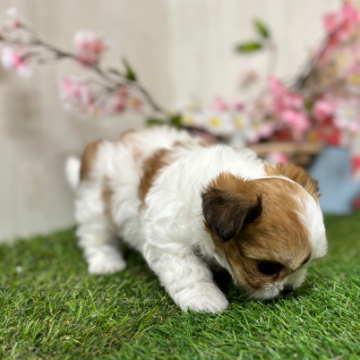 animal_image
