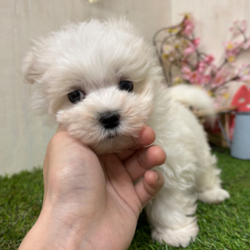 animal_image