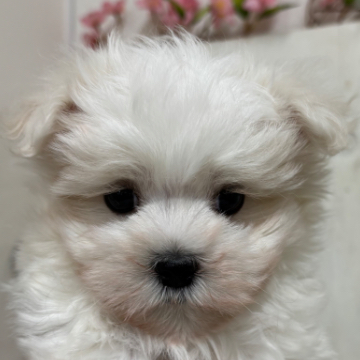 animal_image
