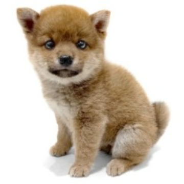 animal_image