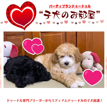 animal_image