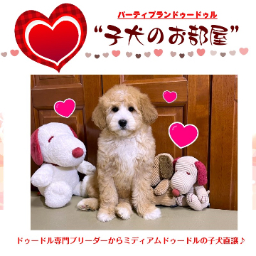 animal_image