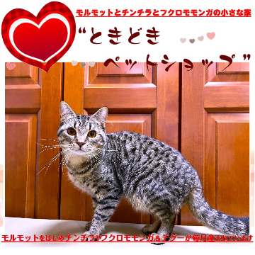 animal_image