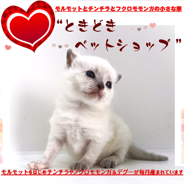 animal_image