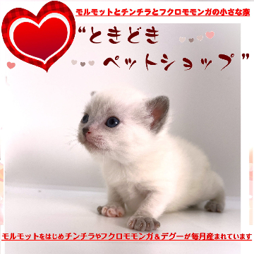 animal_image