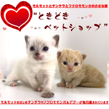 animal_image