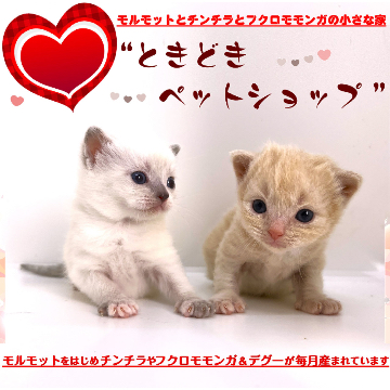 animal_image