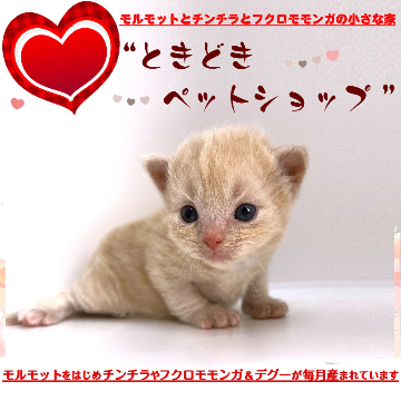 animal_image