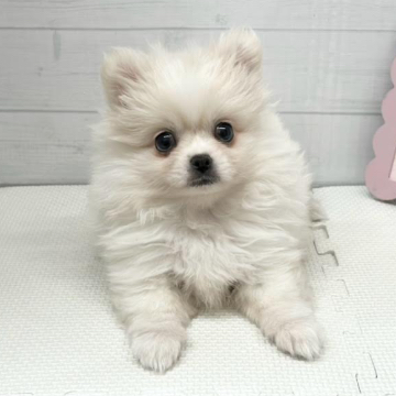 animal_image