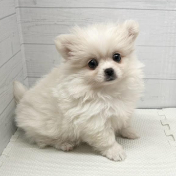 animal_image
