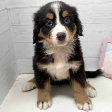 animal_image