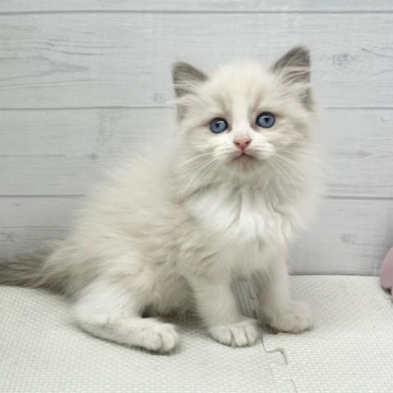 animal_image