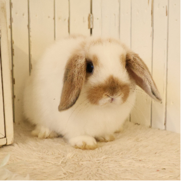 animal_image