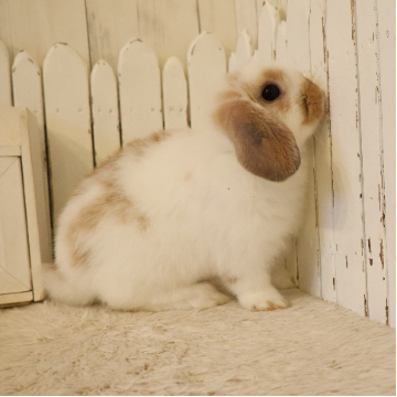 animal_image