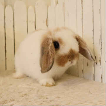animal_image