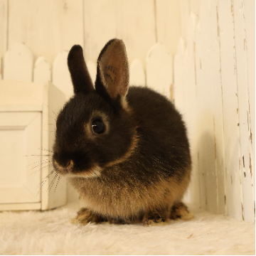 animal_image