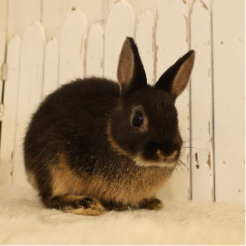 animal_image