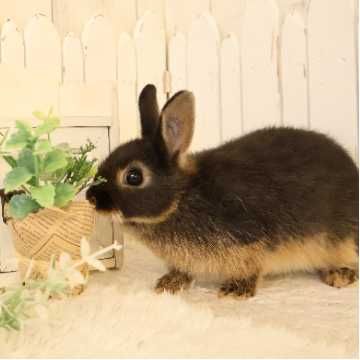 animal_image